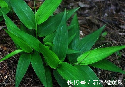 心脑血管|山林里被“埋没”的野草,叶片形似竹叶却用处多,遇到请脚下留情