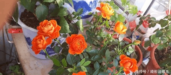 盆死|别再用过期的啤酒浇月季了,浇1盆死1盆