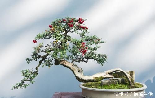 整体造型|盆景树木叶片太大,3个控叶技巧,让叶片变小,尽显古朴苍老,不学可惜了