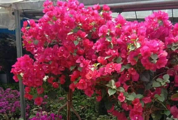 外面捡个“宝”,扔进花盆里,三角梅蹭蹭冒花苞,越长越旺