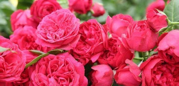 农历6月25号起,最适合养这些花,分分钟养爆盆,花开绚丽