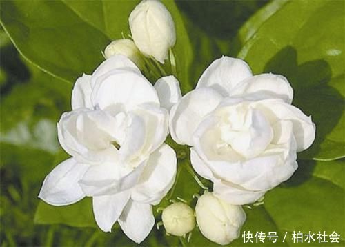 洁白|最厉害的养花营养液给茉莉花喝一勺,四季油绿,花开洁白
