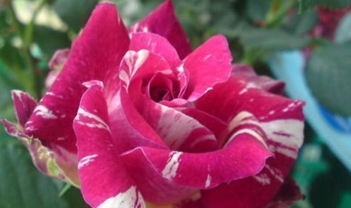 “珍稀玫瑰”苹果挞玫瑰,似粉黛佳人,富贵祥瑞,实属养花必备