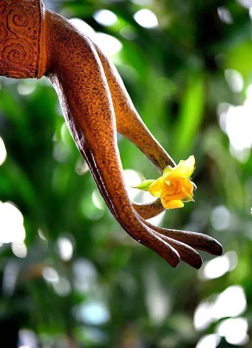 天花&原来这三个意境无比美丽的成语来自佛教,看完心境都美了