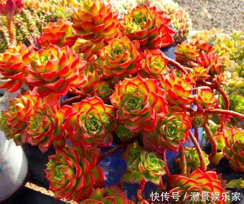光照|多肉“蒂亚”还在充白菜3个小技巧,浑身红彤彤,颜色最耀眼