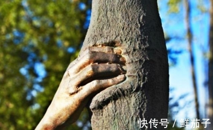 一只手$世界上最顽强的一只手,握在一棵树上50年,网友:好心疼树