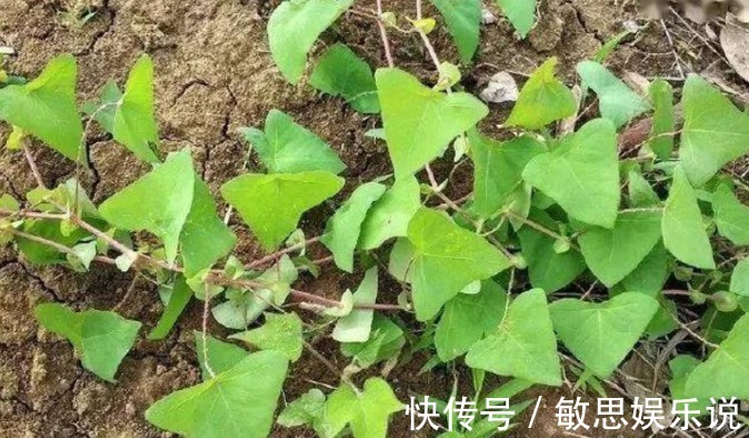 杂草|因全身长满刺常被忽视，却是治病良药，若长在你家路旁别当杂草