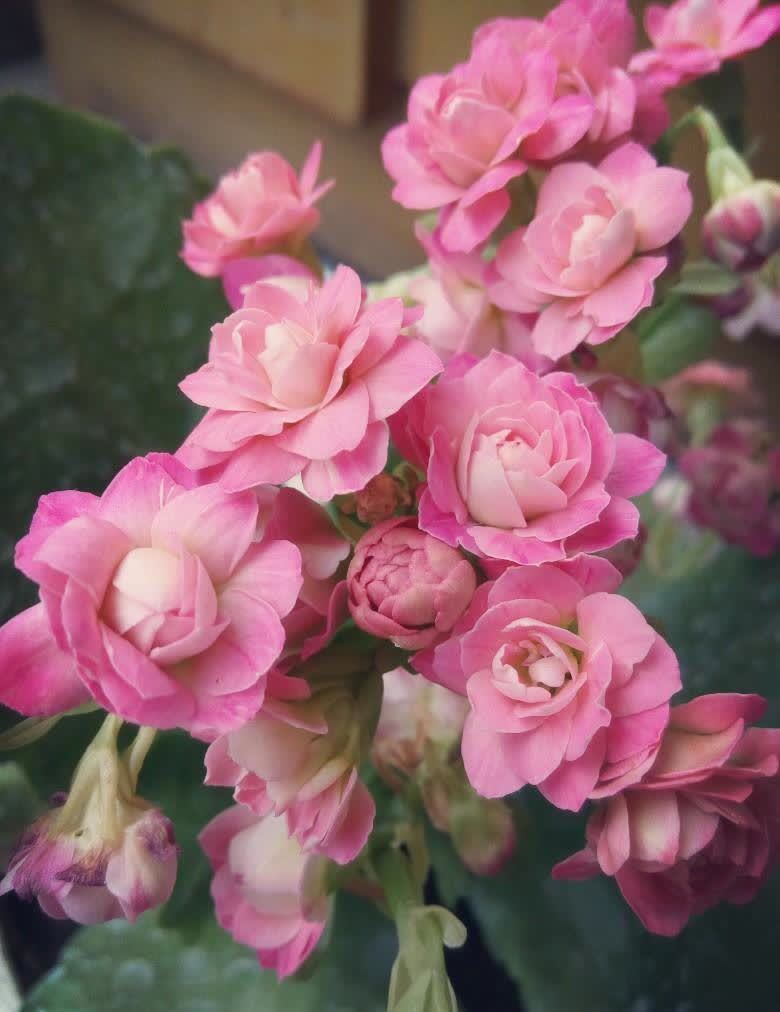 好养的长寿花,开花需要满足哪些条件,想知道吗?