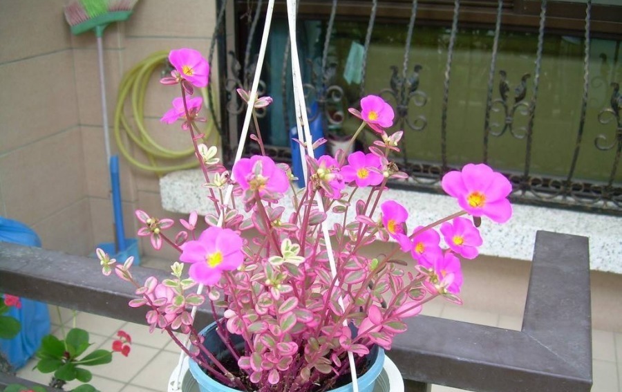 阿慧|一整年都能开花的三种花,比牡丹美丽还好养活,养一盆天天能赏花