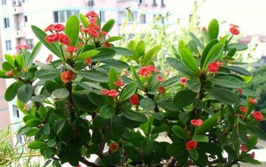 养花就养这几款，一年四季开不停，颜色漂亮又好养，真值！