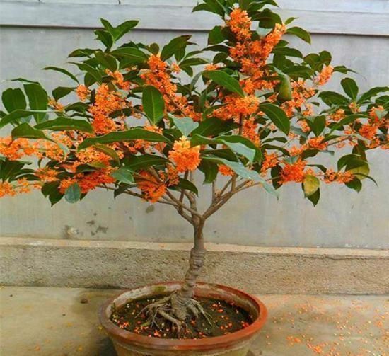 初冬|立秋后,这2种档次花,摆在家里观赏性强,一直开花到初冬