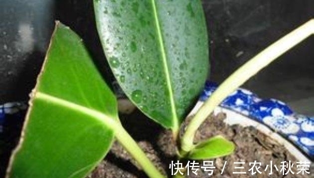 橡皮树扦插繁殖正当时! 一张叶、一截枝, 长成一棵树!