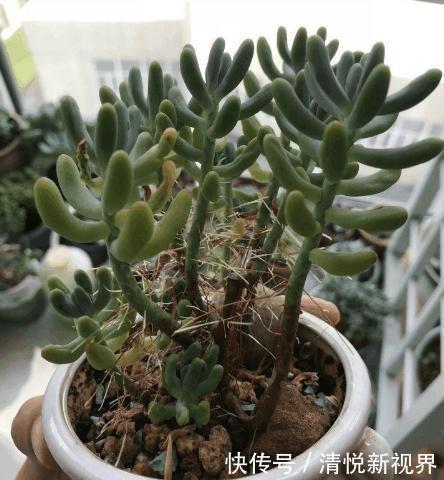 气根|多肉全是“胡须”,这是“求救”信号,多肉爱好者要引起重视!