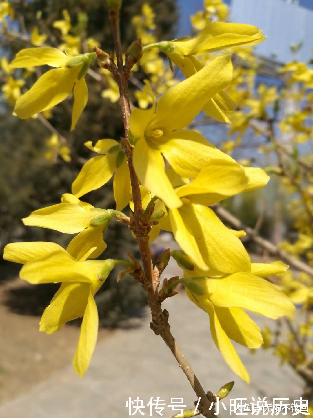 最好的一首迎春花古诗词,迎春使者之名实至名归