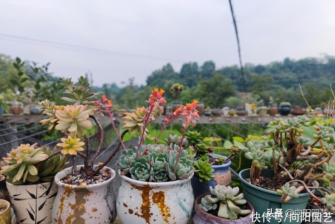 夏天|夏天养多肉，必做这3点，否则就黑腐！原来露养多肉也有缺点