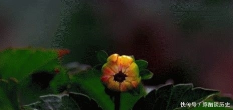 家里养这几种植物,又香又健康!