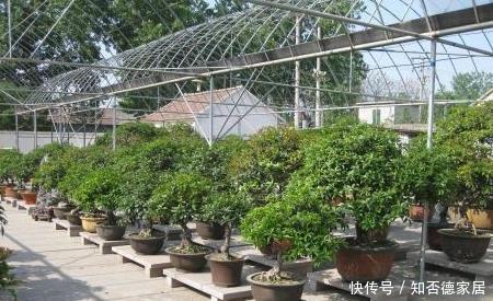 要让桂花开花多,有4点很关键,中秋佳节赏桂花,满树花苞香味足