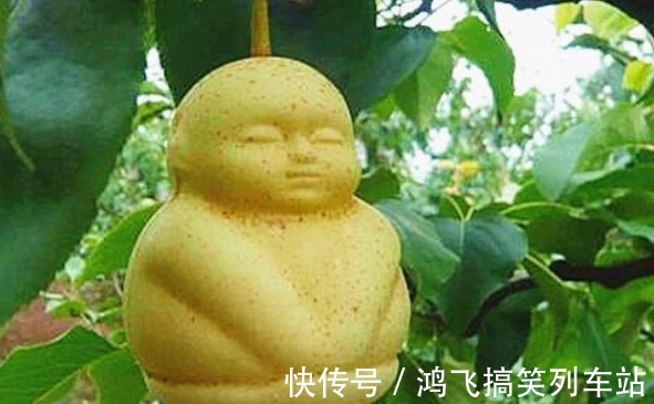 可湿性粉剂|具有改善睡眠,缓解疲劳的人参果,果农想获高产人参果,只需五点