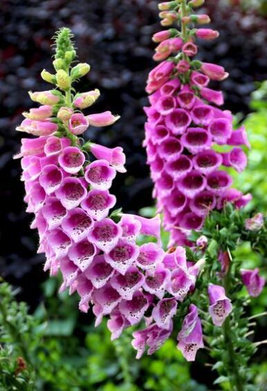 不爱水的“3种”花,半个月不浇水也能正常生长,还会长爆盆