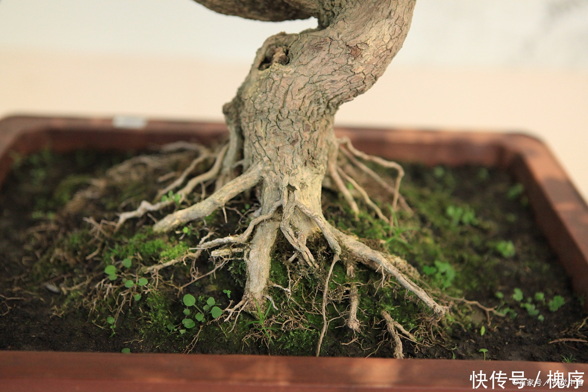 3万买棵盆景树,有人说不值,绿化带里大把,你觉得呢?