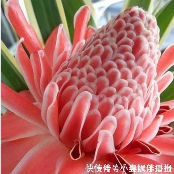 瓷玫瑰|阳台再小也必须养的4种花,一年开花300天,层层交叠,烂漫迷人眼