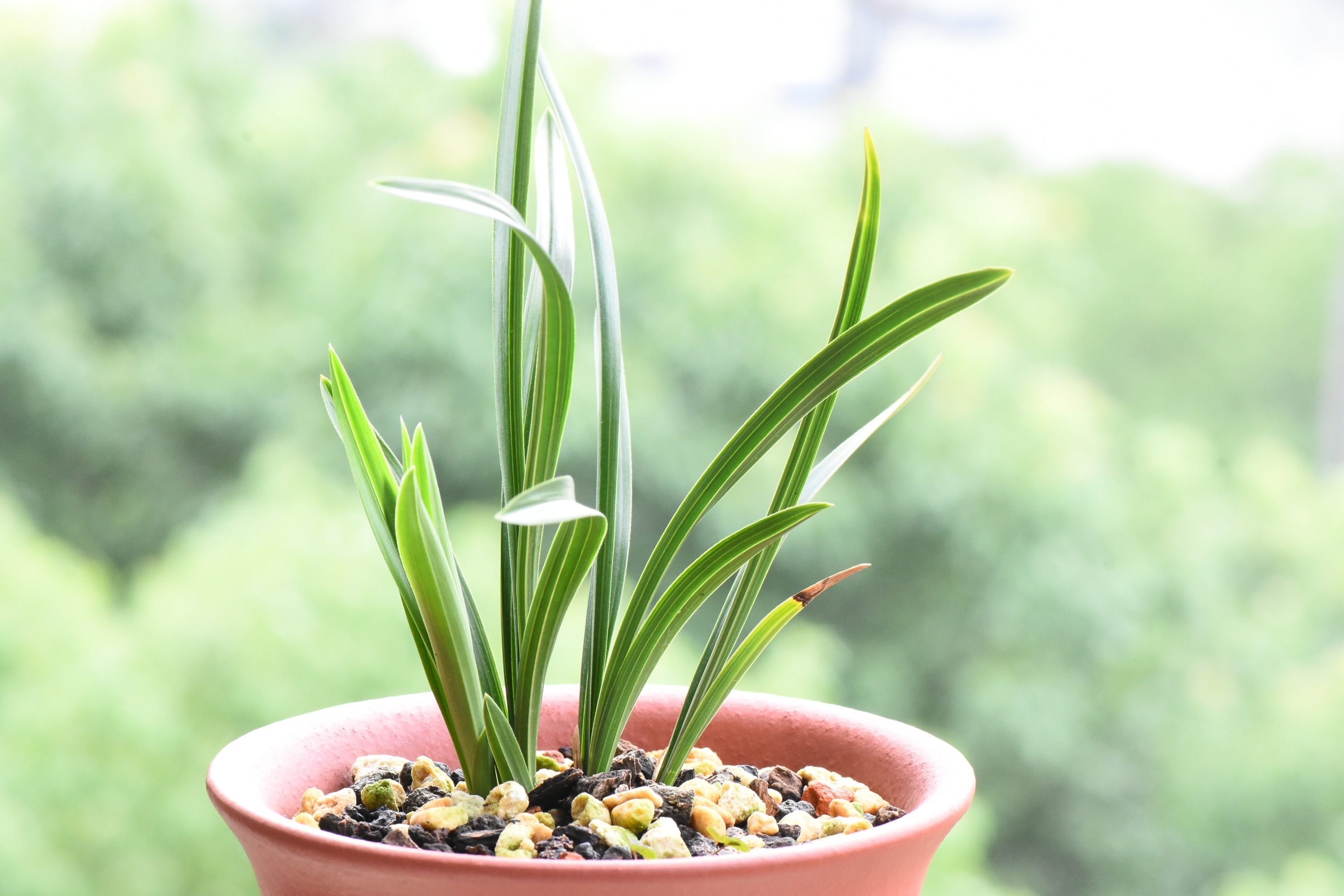 种植兰花用浅盆好还是用深盆好十年兰花老农给出了答案