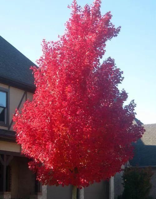 传来|太美了,世界照片今天终于传来,罕见至极,一睹为快