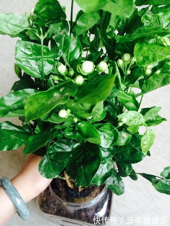 茉莉花|养好茉莉花，学会这4招，一年能开好几茬，比栀子花还香、还漂亮