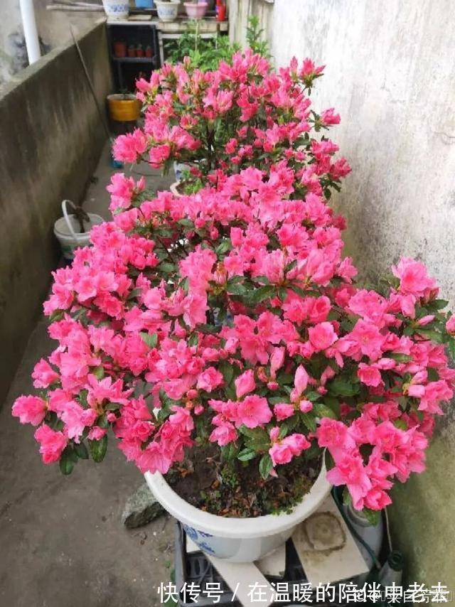 养花技巧公认难养的3种花,高手用经验告诉你,怎样快速开花