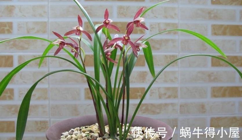遮阳网|夏季,搁阳台盆栽兰花,切记:侍弄好这3点,养护简单