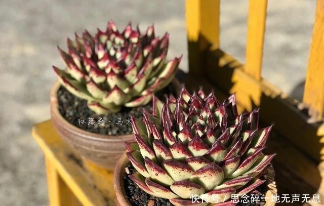 这三“普货多肉”寓意好,越老越值钱,养成老桩可当“传家宝”!