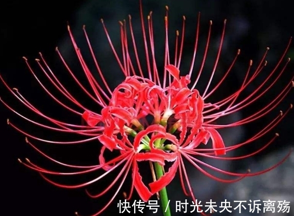 彼岸花的故事,颜色绚丽无比,花语充满彷徨跟追忆