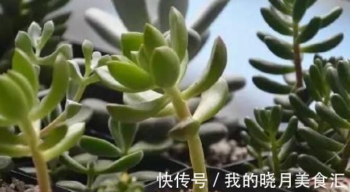 褶皱|论怎样为变丑的多肉植物整容