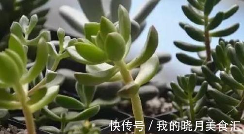 论怎样为变丑的多肉植物整容