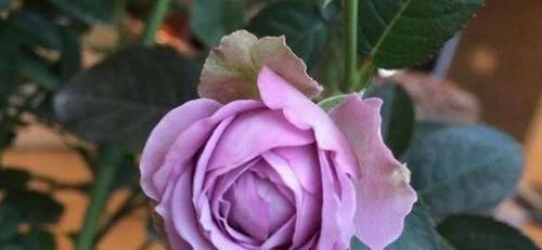  季花|推荐10款蓝紫系月季，仙气十足，总有一款是你喜欢的