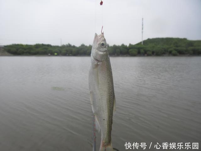 30多年前,我花一块钱买的钓鱼小册子,让我悟出了钓鱼的门道