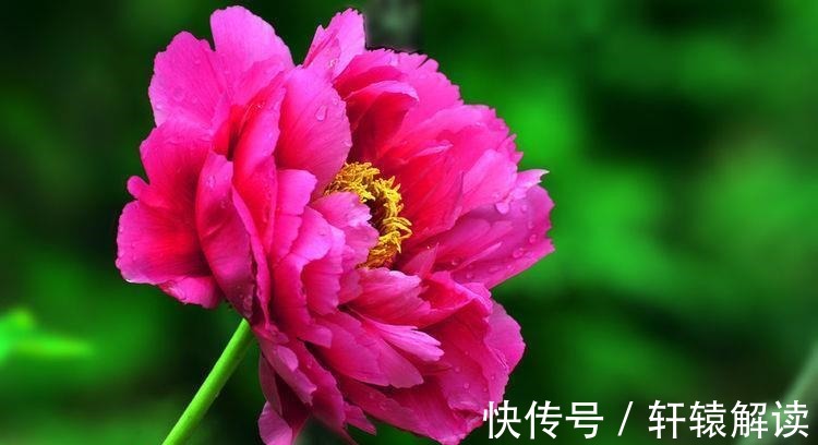 农历7月18号起,最适合养这些花,花芽呼呼钻,烂漫迷人眼