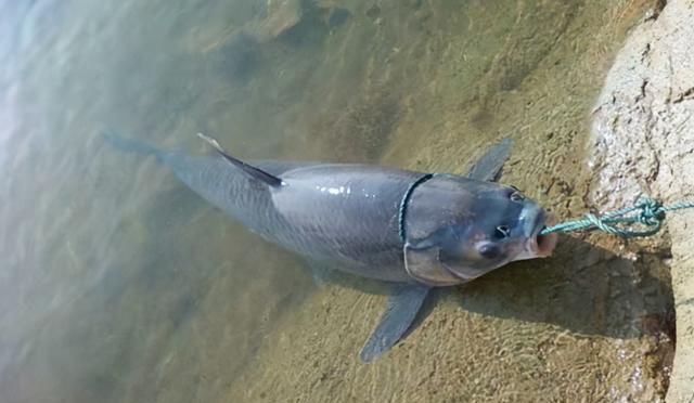 青鱼的“悲哀”：衔着宝石的明星鱼，却因野蛮生长而沦为“废柴”