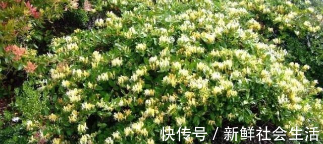 枯萎|90%花都是因为浇水而枯萎,老农也不例外,新手养花必看的技巧!