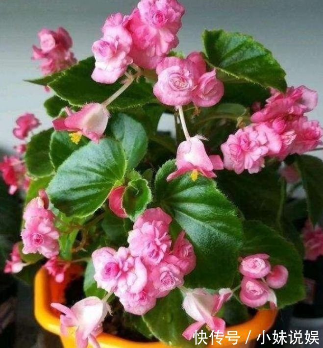 居家就养此款花卉，花期长易爆盆，简单管理也能花开满盆！