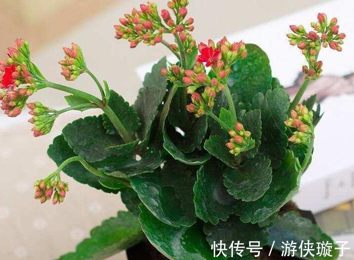 长寿花叶片发软,发蔫学会这6招,叶片硬开花一茬接一茬