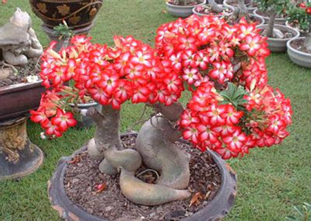 这些花要“穷养”，小盆种少浇水，枝繁叶茂，开出层叠群花