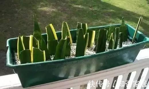 叶子|这些花根本不用买,一片叶子就能繁殖出一大盆