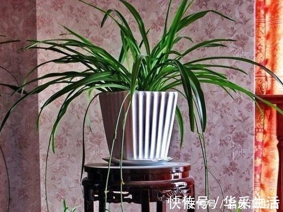 植物生长离不开太阳这4款“耐阴花”怕晒，室内盆栽长势猛！