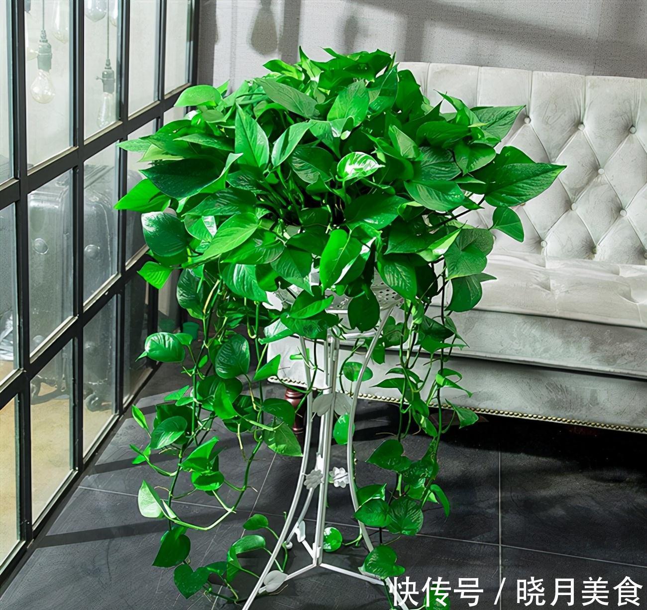 冷天养这8种花,有钱也要穷着养,断粮、少水更抗冻