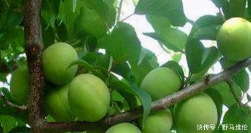 排毒|想长寿得会吃,常吃以下3种食物,排毒消脂,预防便秘,好吃不贵