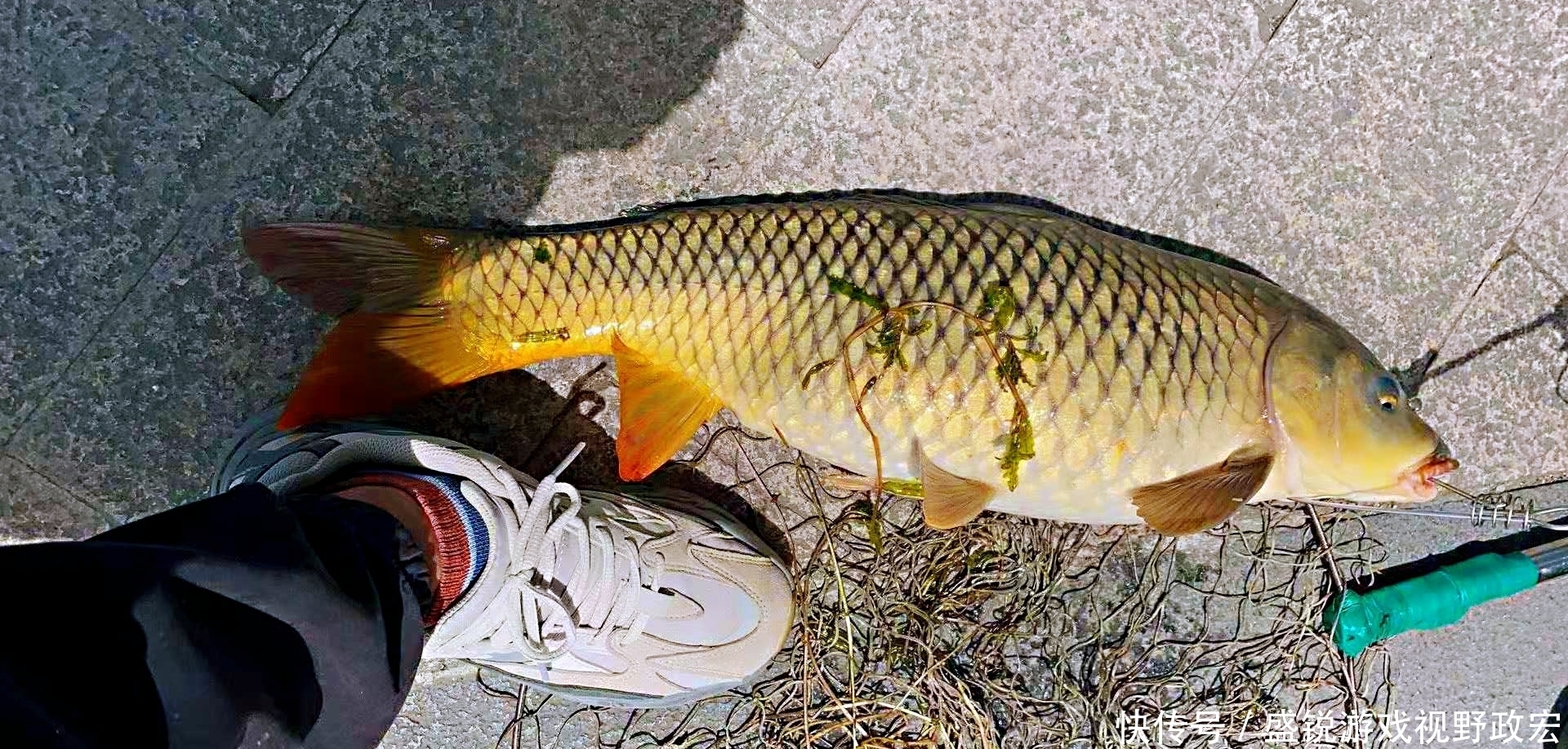 野钓：晚春钓鲤鱼为什么这么难？真正的原因却被忽略了