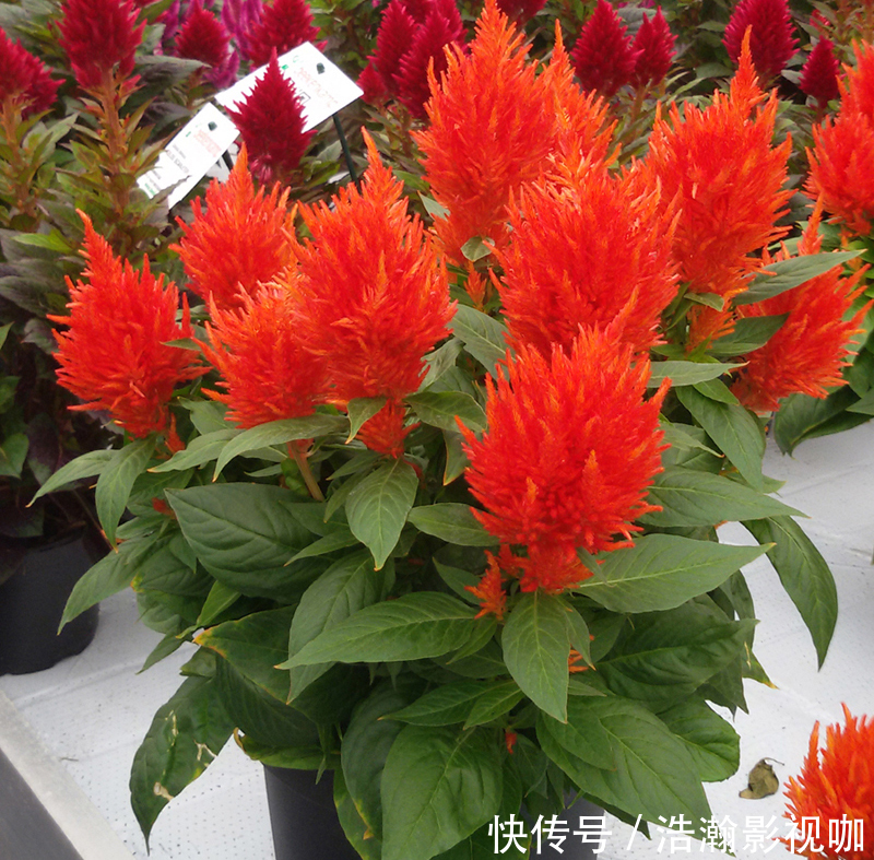 此花是寓意着热情的花,是无数人民内心的希望,是红色的火炬