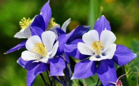 农历|农历6月24日开始,养花养个耐看的,花型奇特美丽,年年开花不断