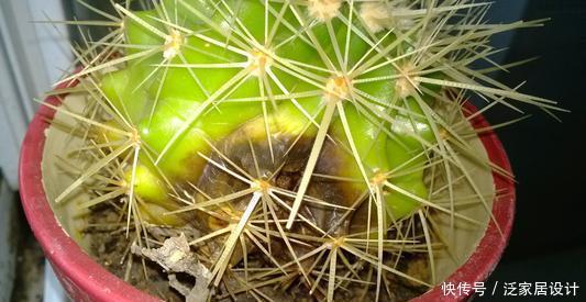 叶片怕水的6种花,浇水最好直接“灌”,不然黄叶、烂心又黑腐